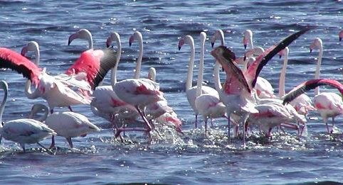 Greater Flamingo