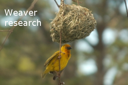 Weaver research