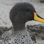 Yellow-billed Duck