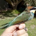 European Bee-eater