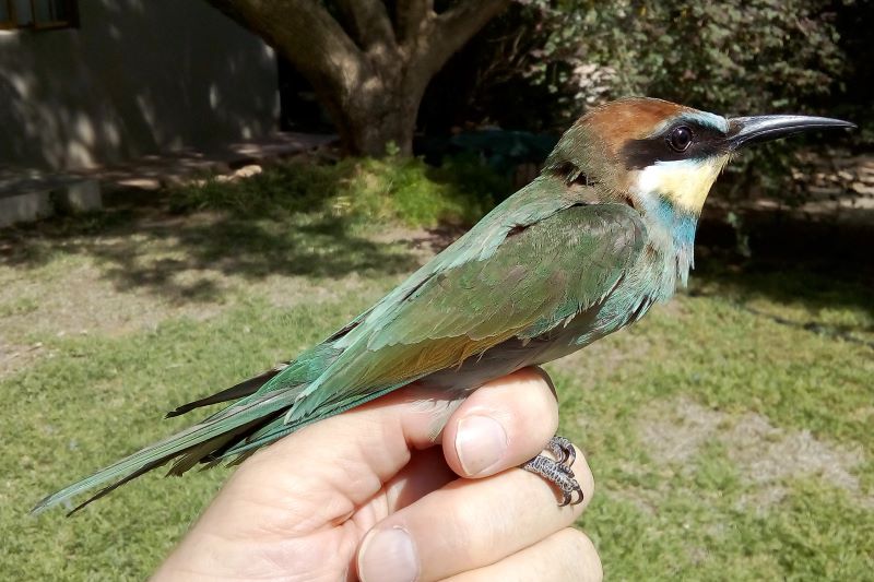 European Bee-eater