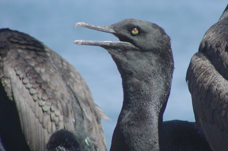 Robben Island birding - Birds4Africa