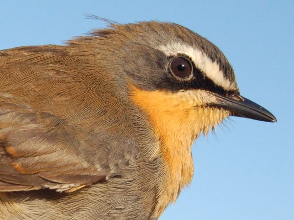 Olive-flanked Robin-Chat - Cossypha anomala - Birds of the World