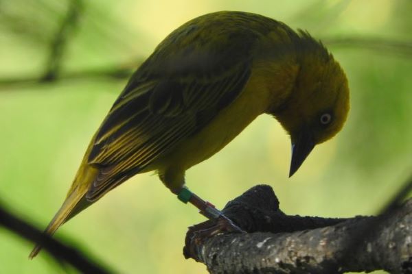 Portrait of a Cape Weaver - Birds4Africa