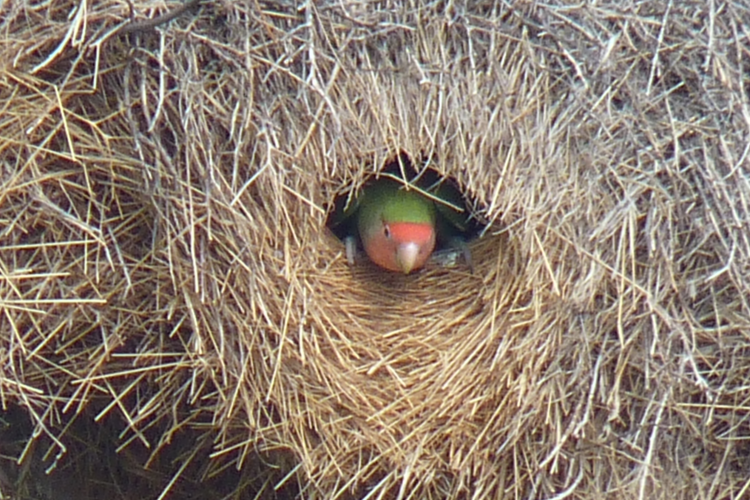 Love birds store nest