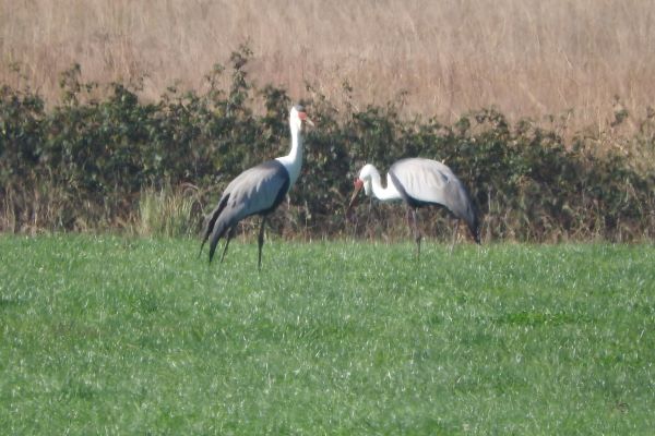 birding tours kzn